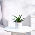 Aloe Vera Green Mini