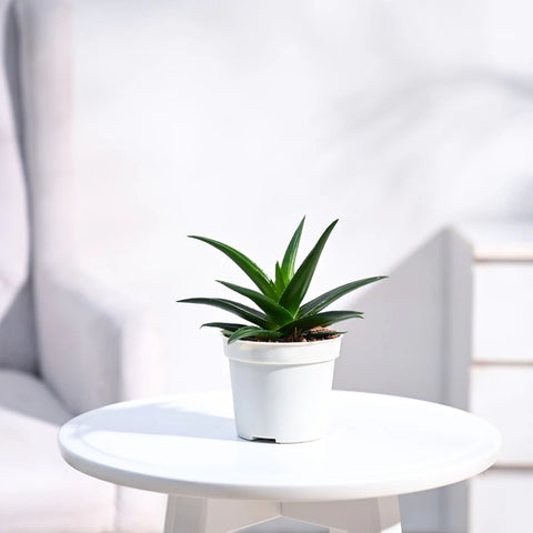 Aloe Vera Green Mini