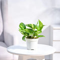 Money Plant Variegated
