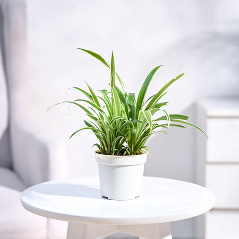 Chlorophytum Spider Plant - Reverse