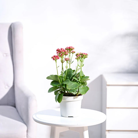 Kalanchoe - Pink
