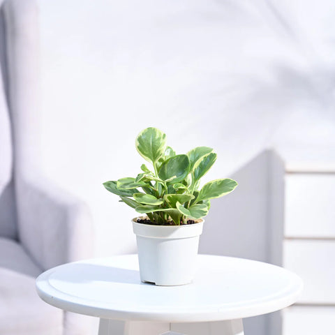 Peperomia Obtusifolia Variegated