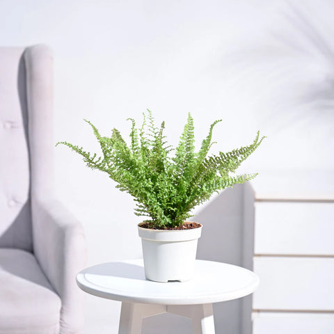 Fern Fluffy Ruffle