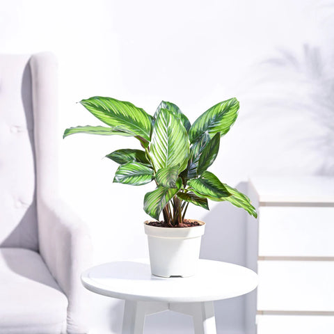 Calathea Pinstripe