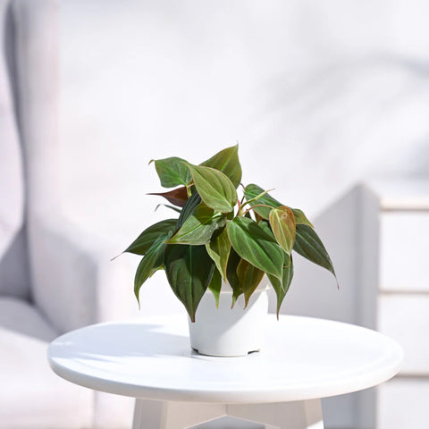 Philodendron Micans