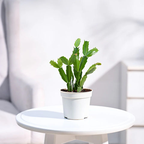 Cactus - Indoor
