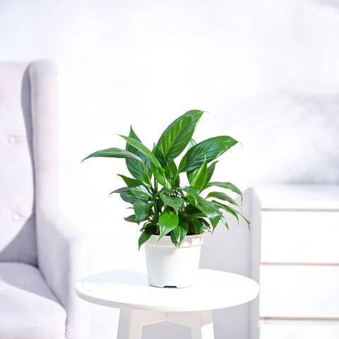 Peace Lily