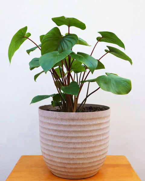 Homalomena