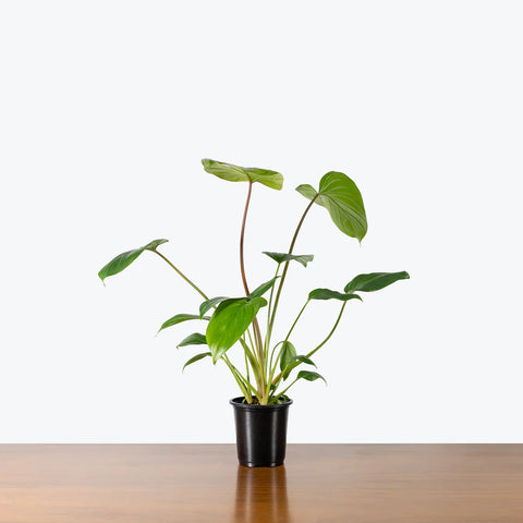 Homalomena