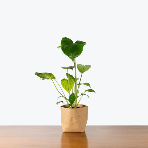 Homalomena