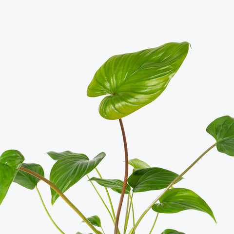 Homalomena