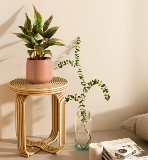 Aglaonema Siam Aurora
