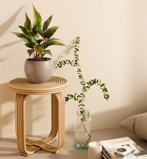 Aglaonema Siam Aurora