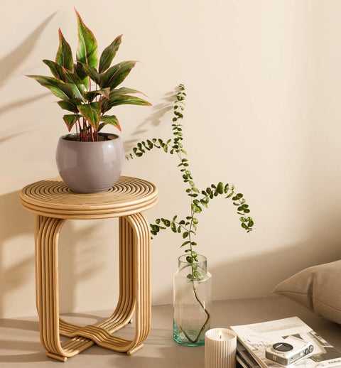 Aglaonema Siam Aurora