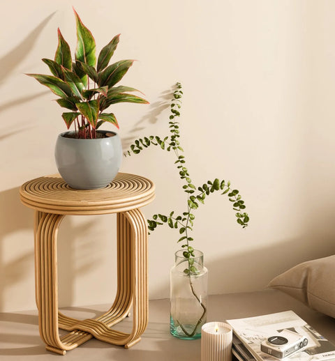 Aglaonema Siam Aurora