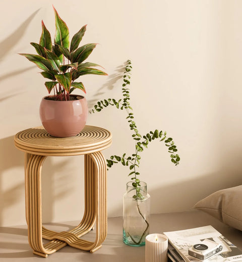 Aglaonema Siam Aurora