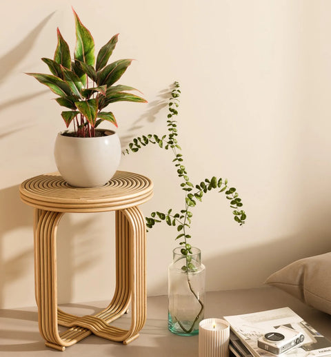 Aglaonema Siam Aurora