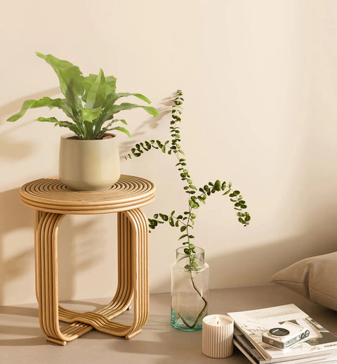 Osaka Bird Nest Fern