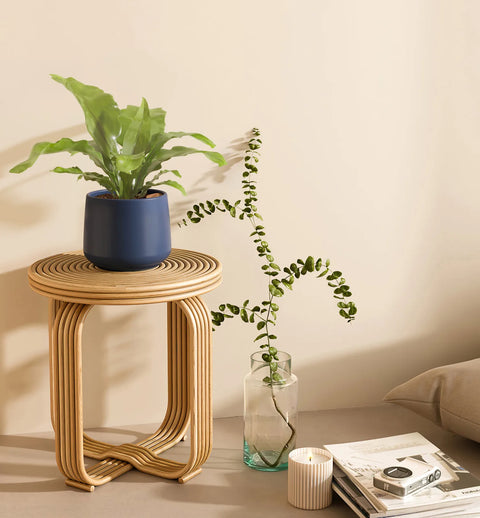 Osaka Bird Nest Fern