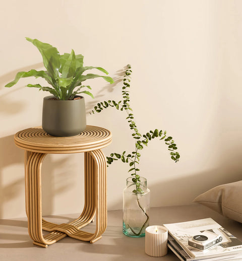 Osaka Bird Nest Fern