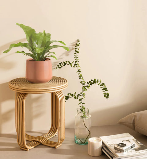 Osaka Bird Nest Fern
