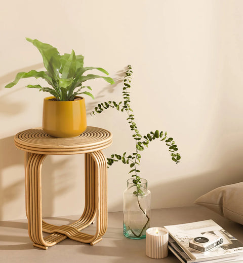 Osaka Bird Nest Fern
