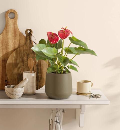 Anthurium Red