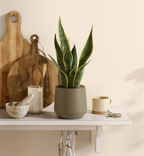 Golden Snake Plant