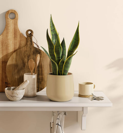 Golden Snake Plant