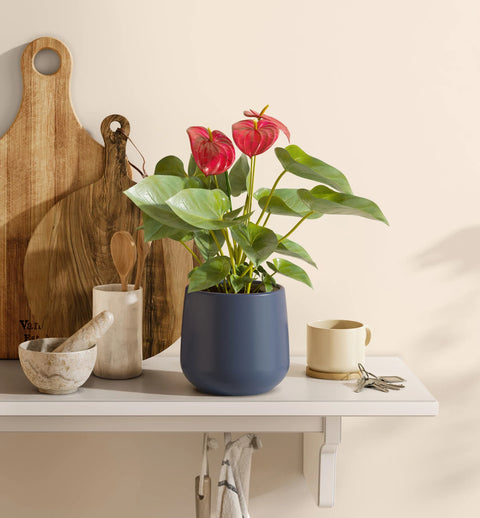 Anthurium Red
