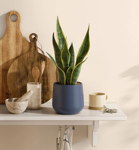 Golden Snake Plant