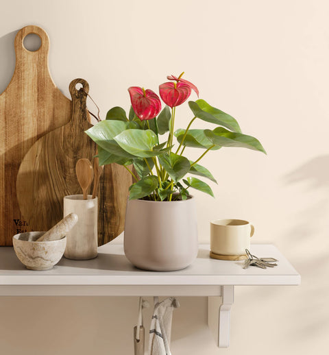 Anthurium Red
