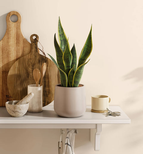 Golden Snake Plant