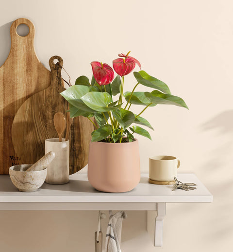 Anthurium Red