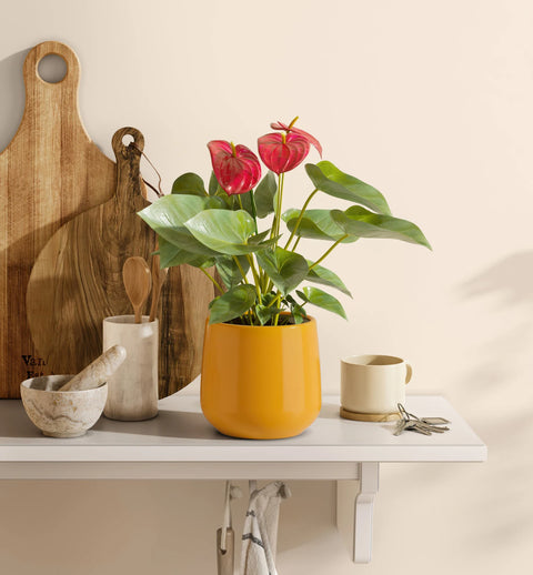 Anthurium Red