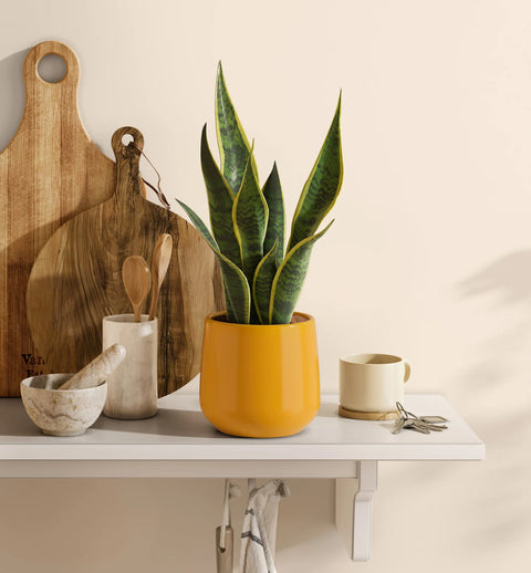 Golden Snake Plant