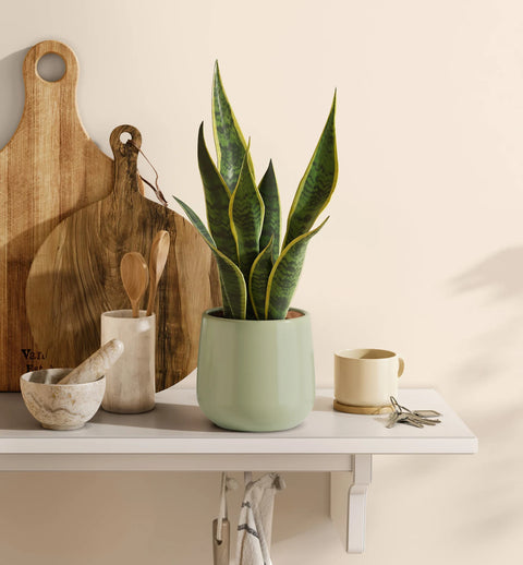 Golden Snake Plant