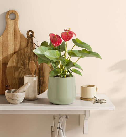 Anthurium Red