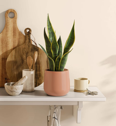 Golden Snake Plant