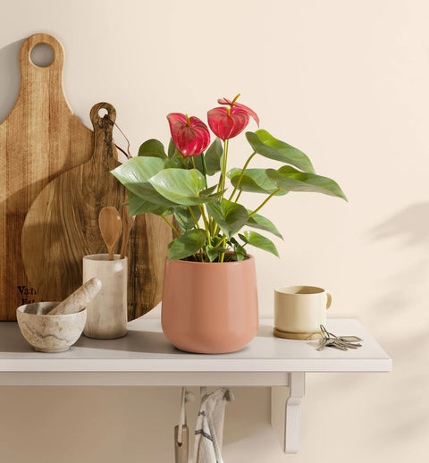 Anthurium Red