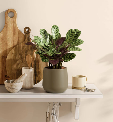Calathea Burle Marxi