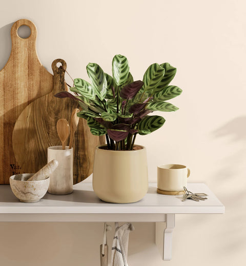Calathea Burle Marxi