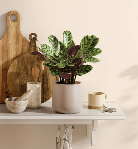 Calathea Burle Marxi