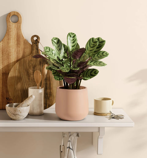 Calathea Burle Marxi