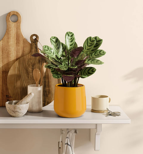 Calathea Burle Marxi