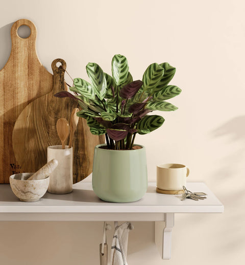 Calathea Burle Marxi