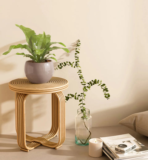 Osaka Bird Nest Fern