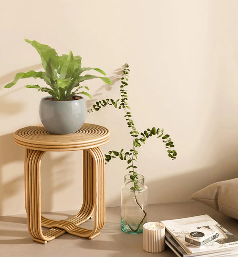 Osaka Bird Nest Fern