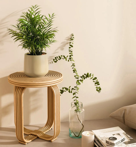 Bamboo Palm