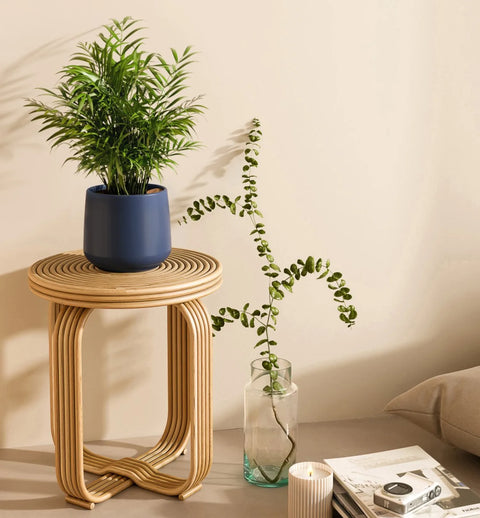 Bamboo Palm